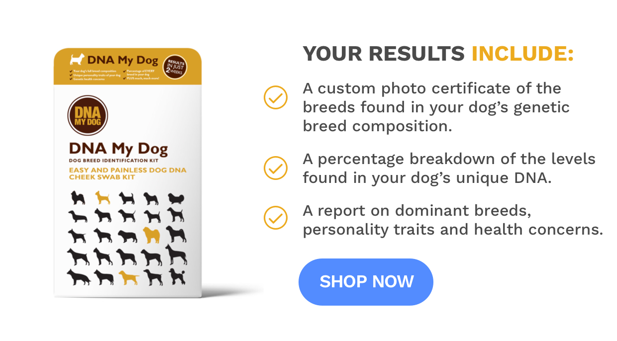 Wagtopia | DNA My Dog Testing Kit