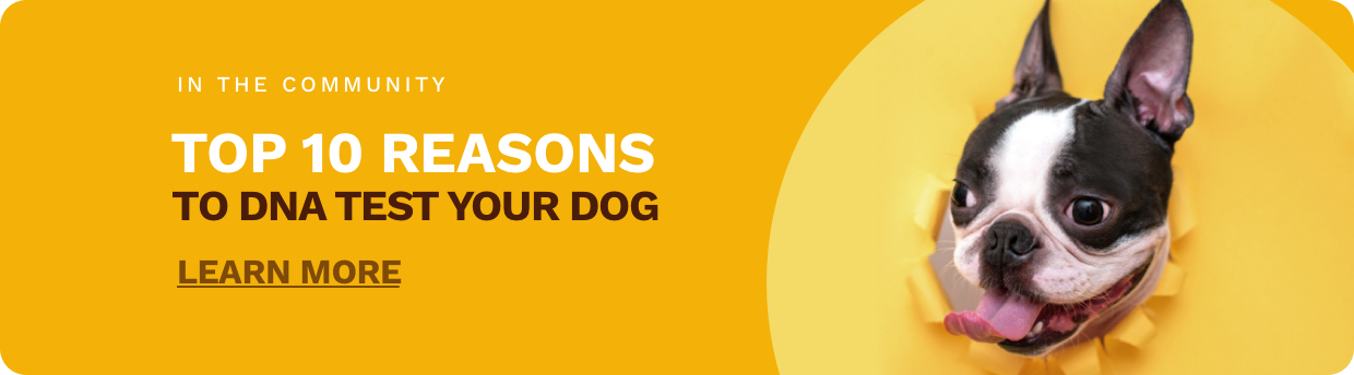 Wagtopia | 10 Reasons to DNA Test Your Dog